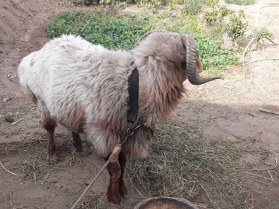 Qochqor sotiladi  yanvarda 3 yow boladi