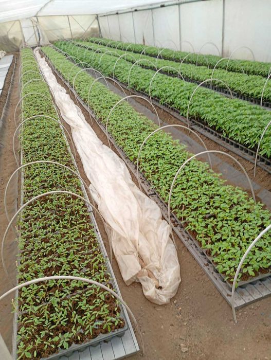 VAND RASADURI DE :Rosii,Ardei,Vinete,Castraveti din soiuri si hibrizi