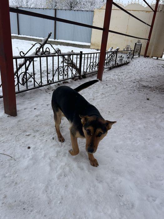 Щенки в хорошие руки