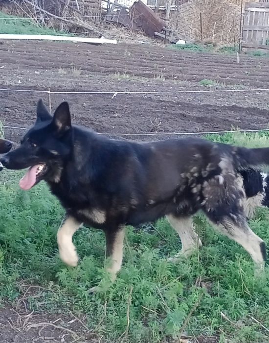 Продам щенка Вео