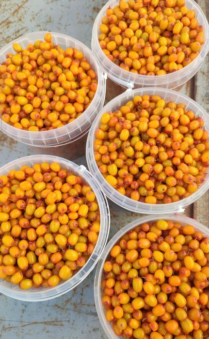 Продается дачная облепиха