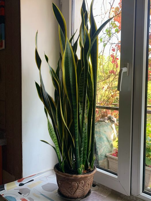 Сансевиерия, «щучий хвост», «тещин язык»