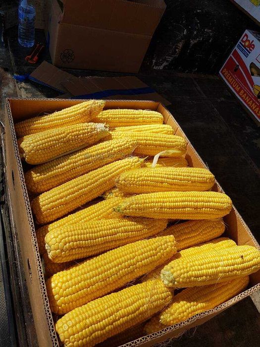 Царевица Кочан сорт Оверланд реколта Септември 2025г /замразена /