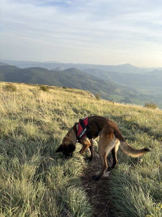 Malinois ciobanesc belgian