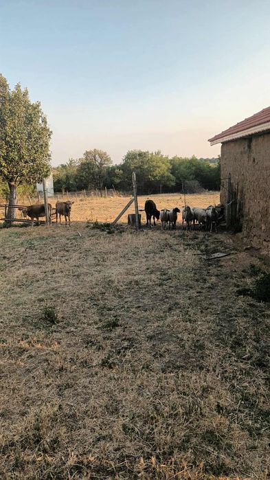 Продава се Къща в с. Глашатай, Област Търговище - 64 кв.м за 367 €/кв.м - Снимка #16