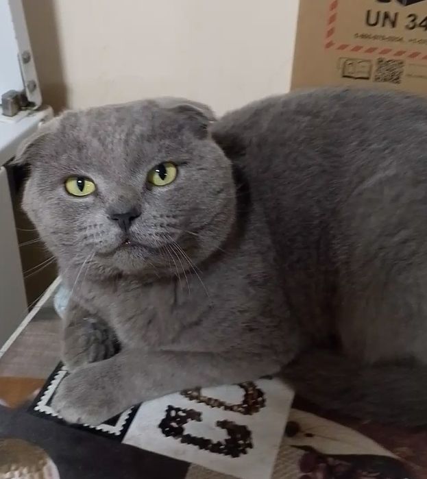 Скоттиш фолд кот