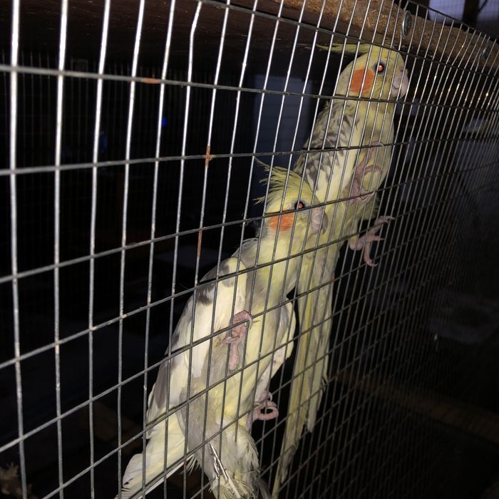 Карела сотилади ручное