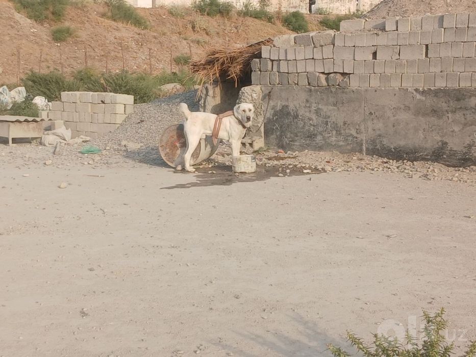 Alabay sotiladi erkak