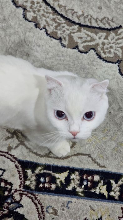 Mushukcha sotiladi zotdor