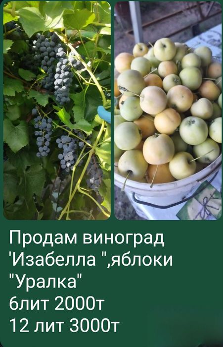 Яблоки Уралка.Виноград Изабелла