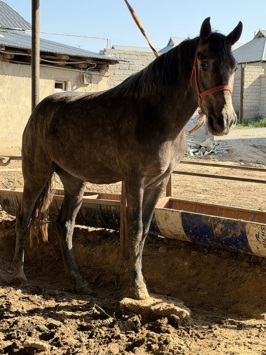 Лошадь трёхлетний девочка