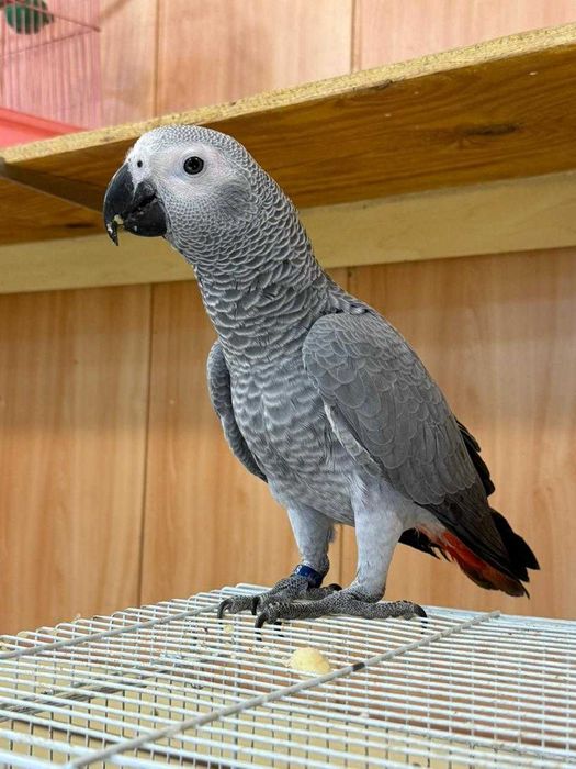 Ручной попугай Жако в ЗООМИРЕ