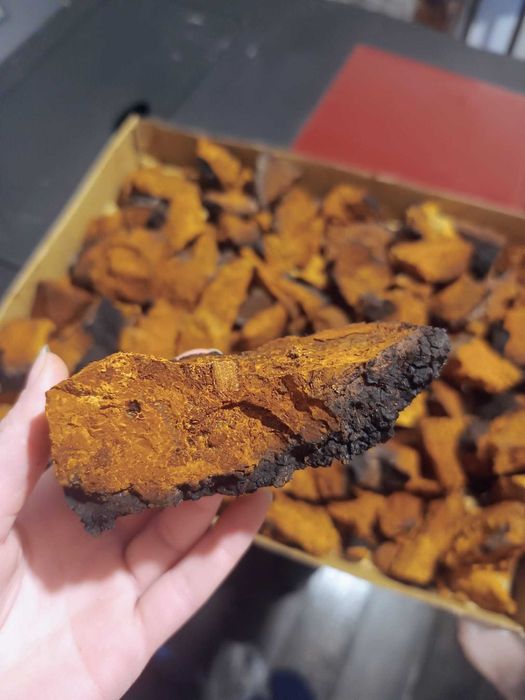 Chaga naturală (Inonotus obliquus) – calitate premium