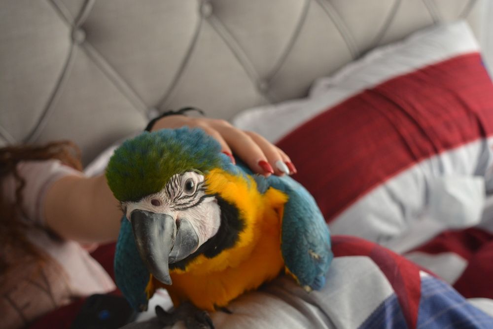 Papagal Ara Ararauna