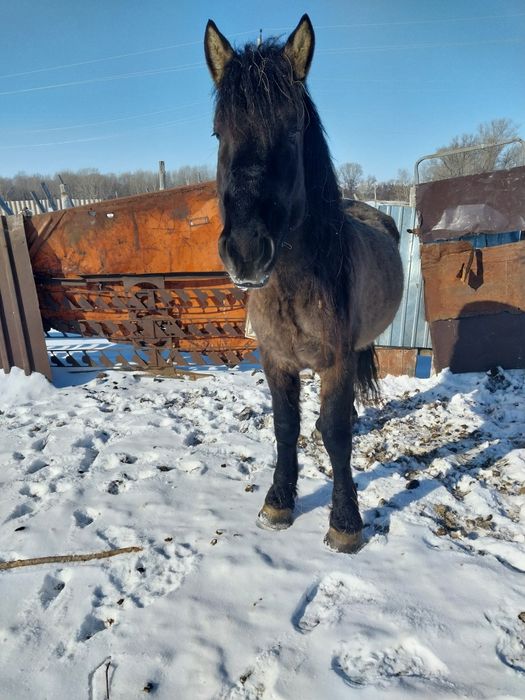 Шамші Қалдаяқов ауылы