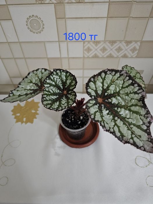 Обалденная бегония