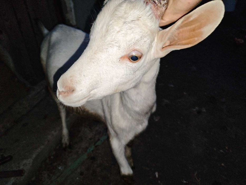 Vând țap sannen