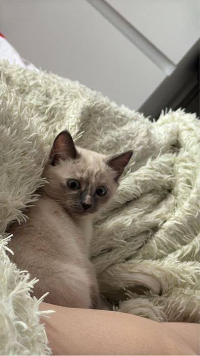 Отдам котенка девочку