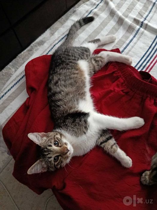 Котенок, дома родился, домашний