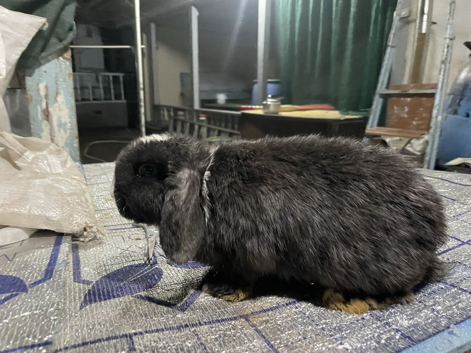 Quyon karlikoviy baran