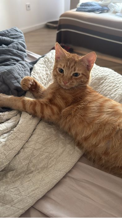 Отдам котенка в добрые руки