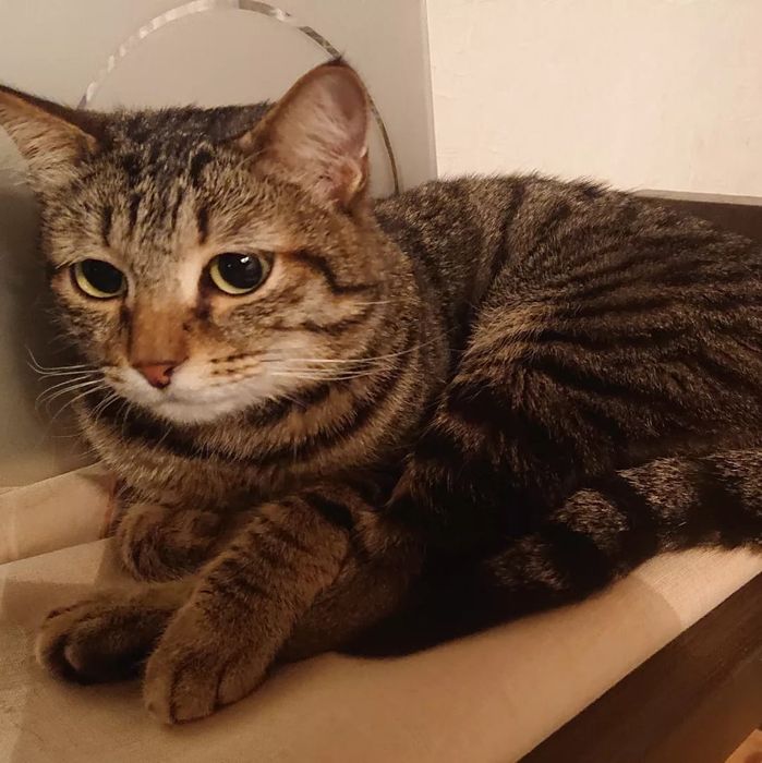 Молоденький котик