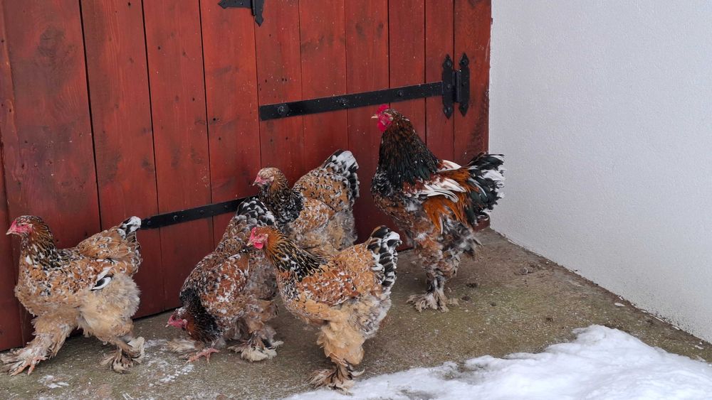 Ouă de incubat Brahma Porțelan