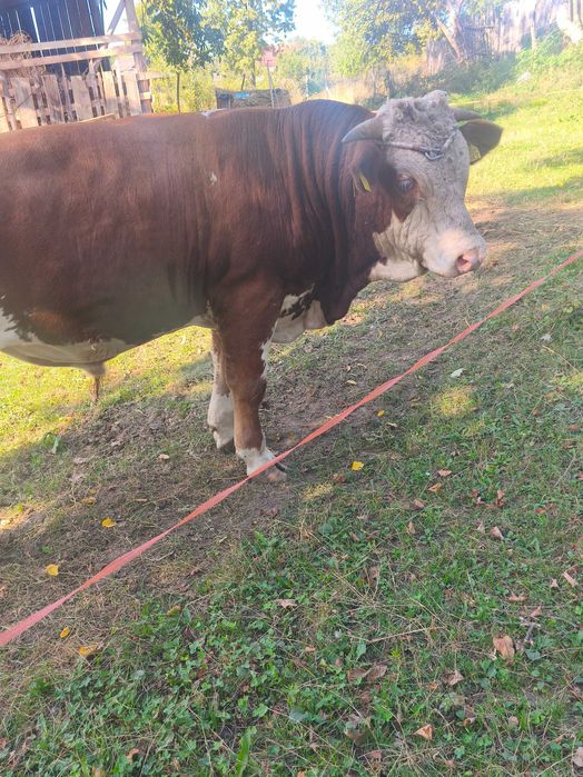 Vând vițel in vârsta de 13 luni...700kg