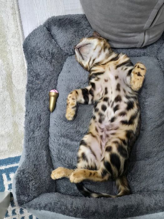 Котенок  бенгал