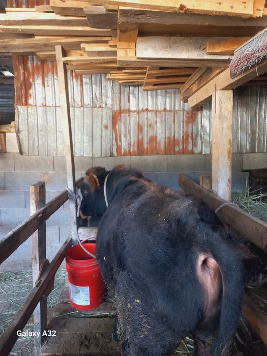 10 айлық таналар