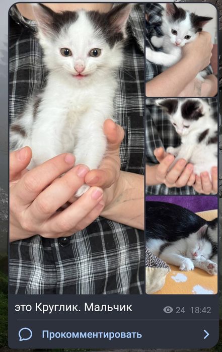 Котята в хорошие руки