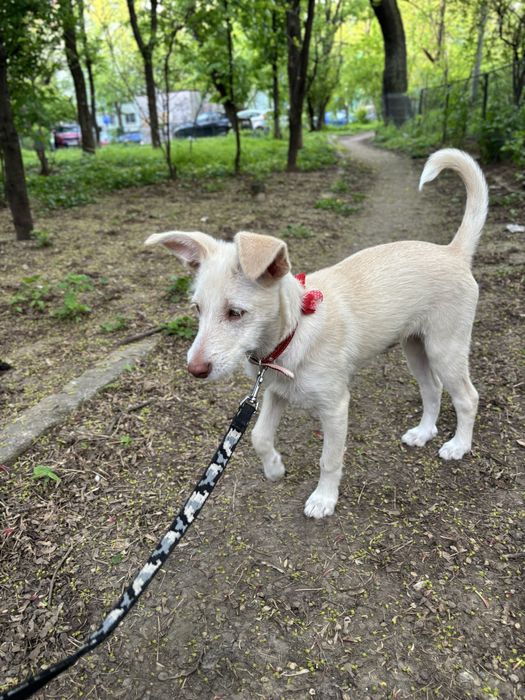 Caine pentru adoptie responsabila