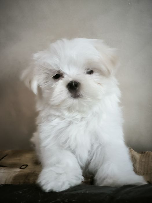 Продам девочку мальтезе