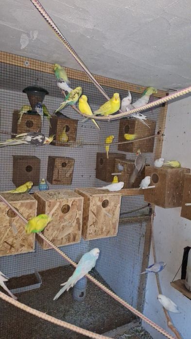 Papagali Nimfa si Perusi