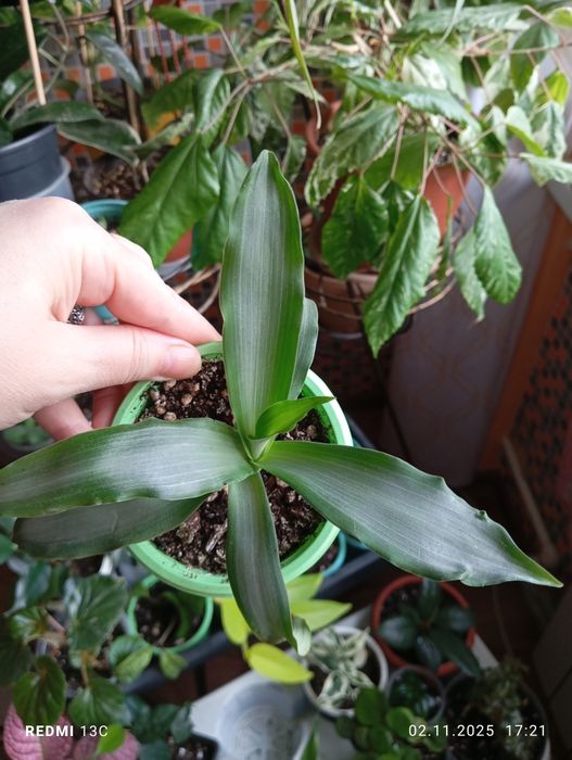 Продам комнатные растения