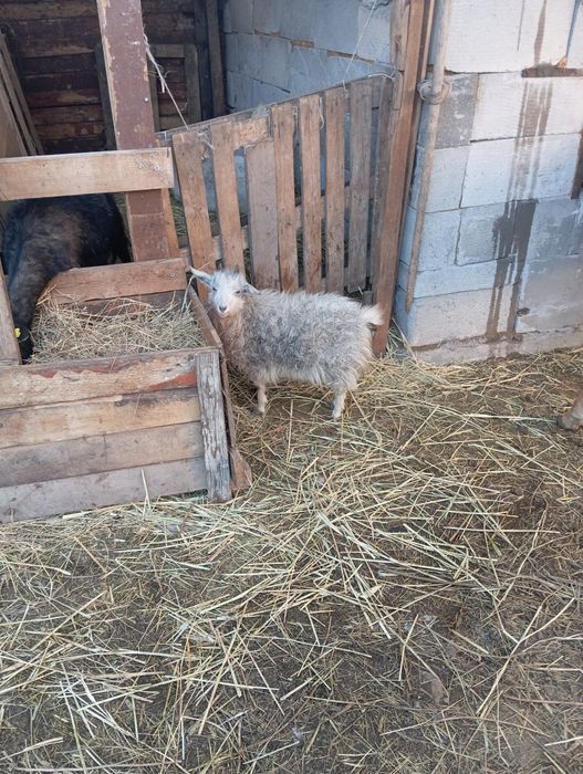 Продам козу молодую
