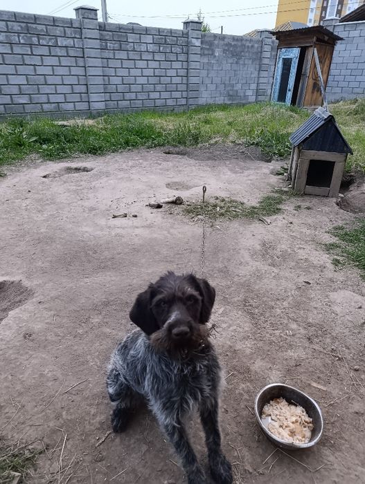 Продаю Дратхаара. Срочна