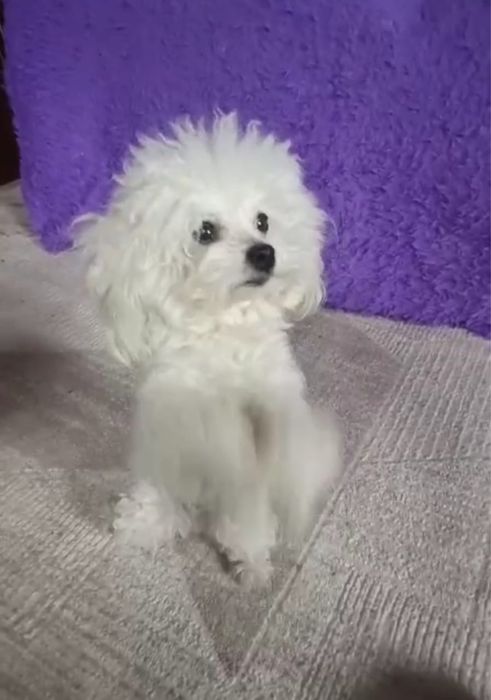 Вязка Той Пудель