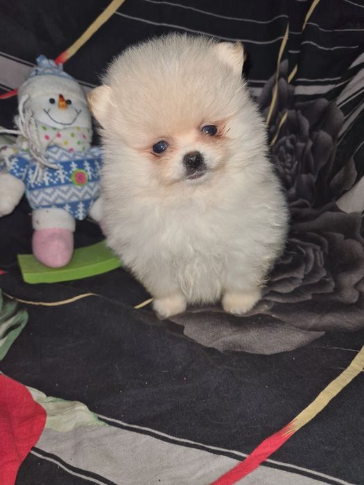 Продам щенков шпица.