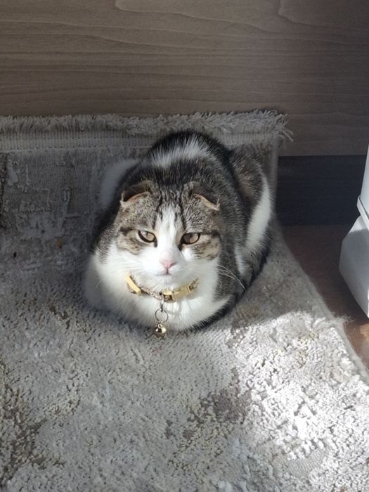 Mushuk/кошка в добрые руки