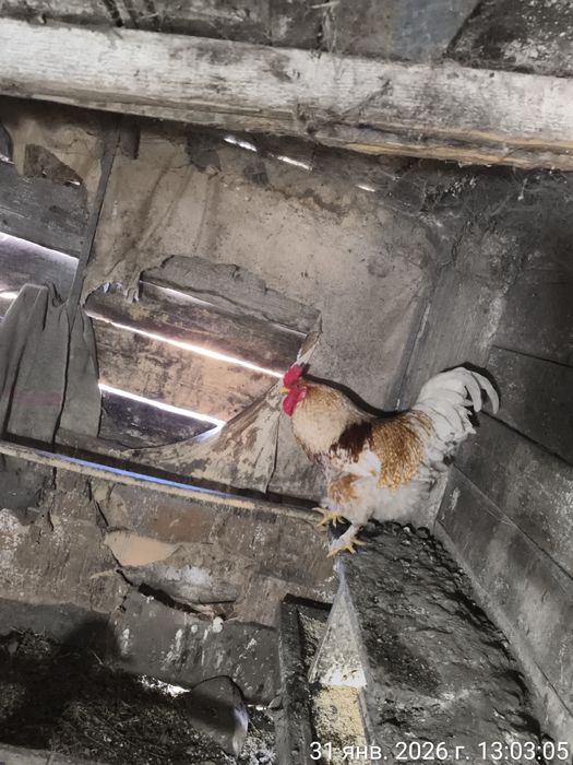 Продам двух петушков