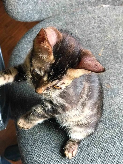 Бенгальские котята