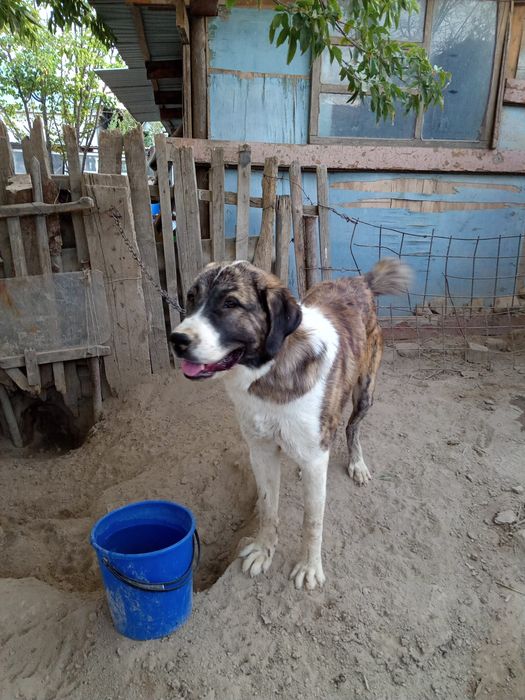 собака собака собака