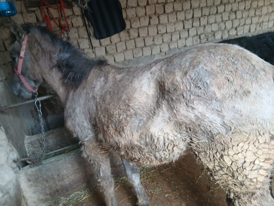 Жылқыы сатыладыы