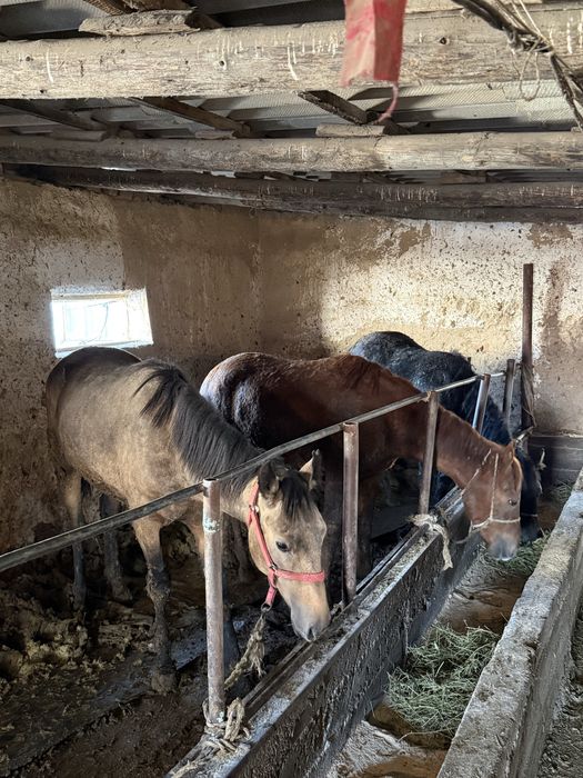 Согым семиз тайлар кунаншыгар