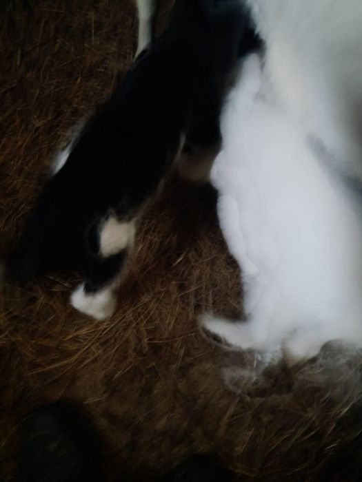 Лактар сатылады.