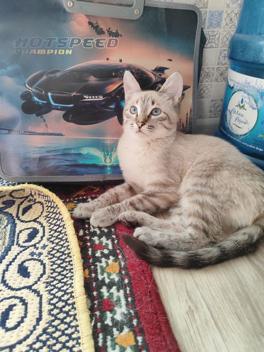 Продам котика (мальчик)