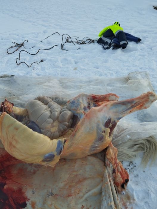 Мясо с Торғай:  Конина, Говядина.