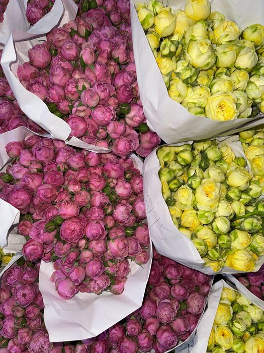 Пионы в наличии.