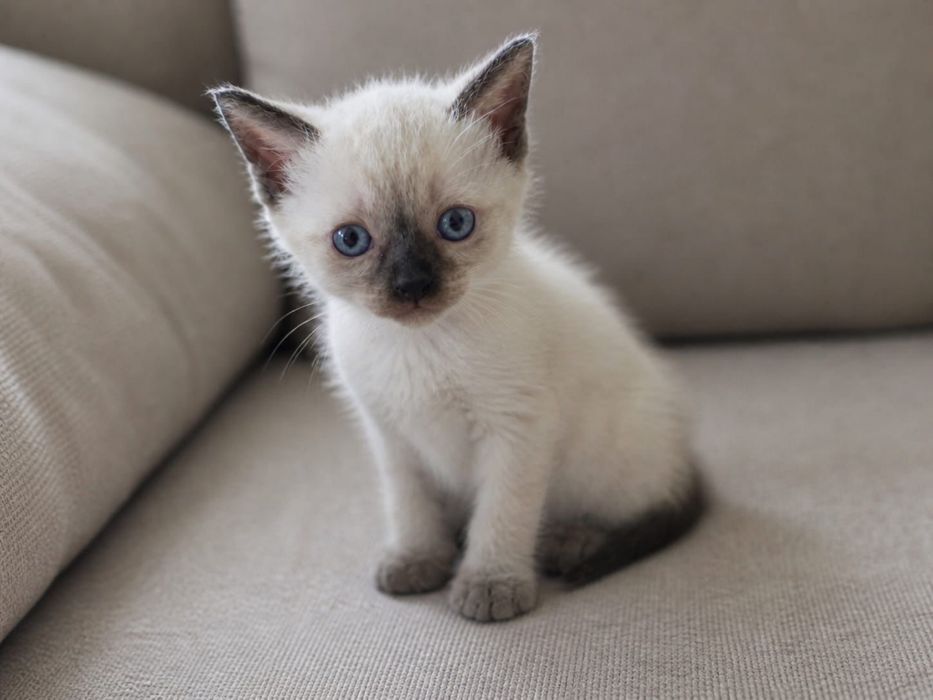 Отдам котят в хорошие руки